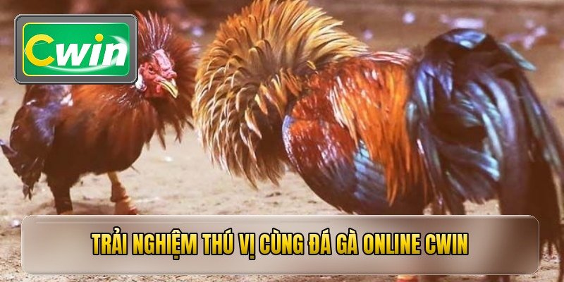 Trải nghiệm thú vị cùng đá gà online cwin